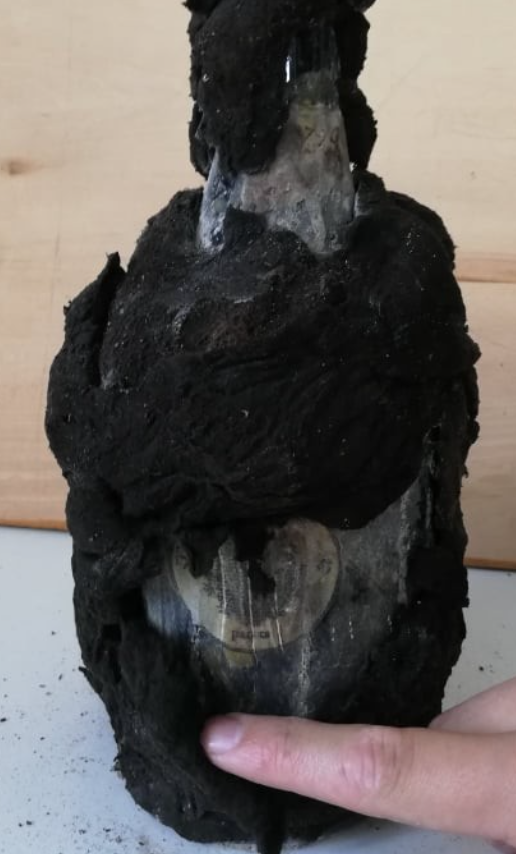 Bottle under a thick black crust of cellar mould, a round stamp on the paper label showing through a gap in the wrapping
