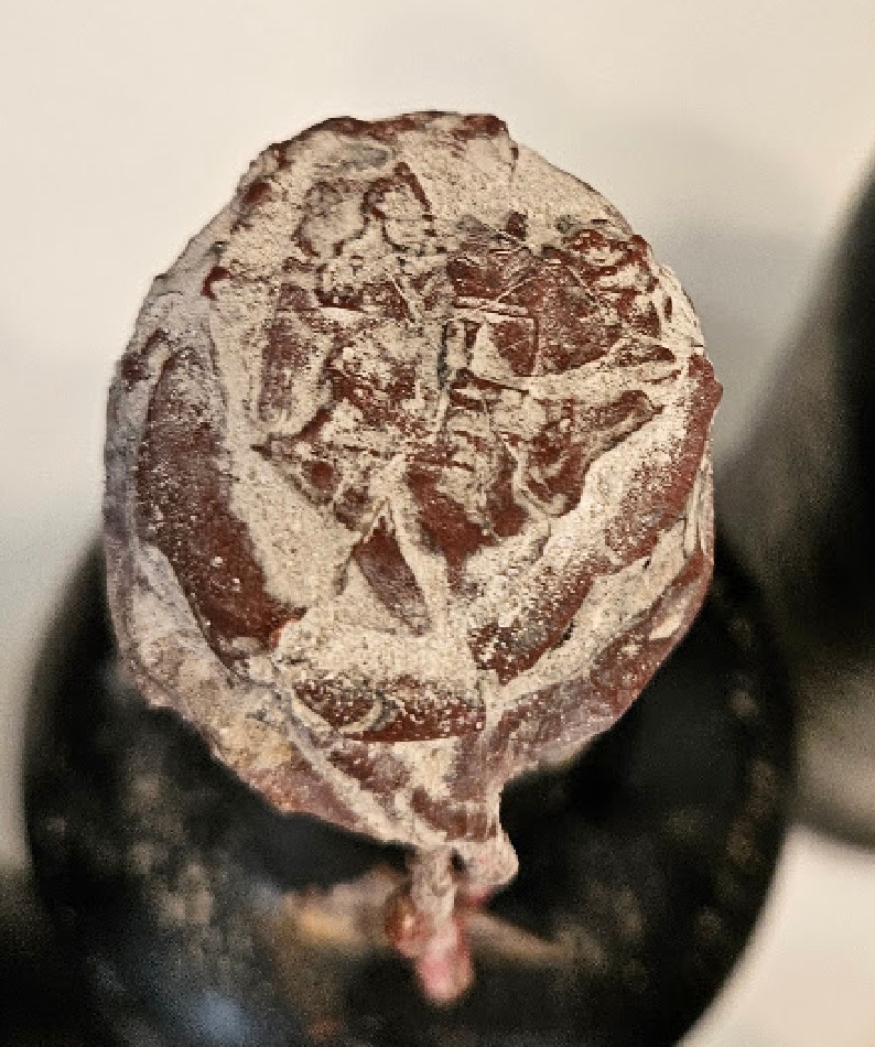 Wax seal over the cork, the impression salted white with cellar bloom, a cord end emerging below