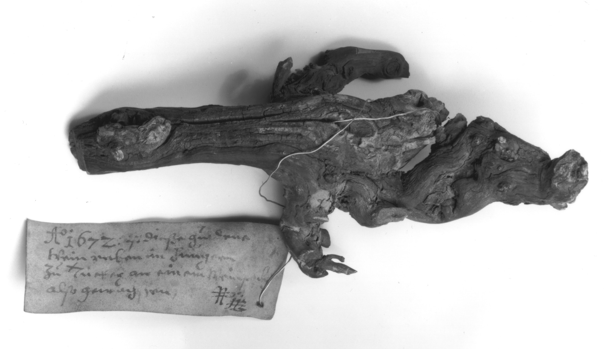 A vine root kept with a handwritten tag dated 1672