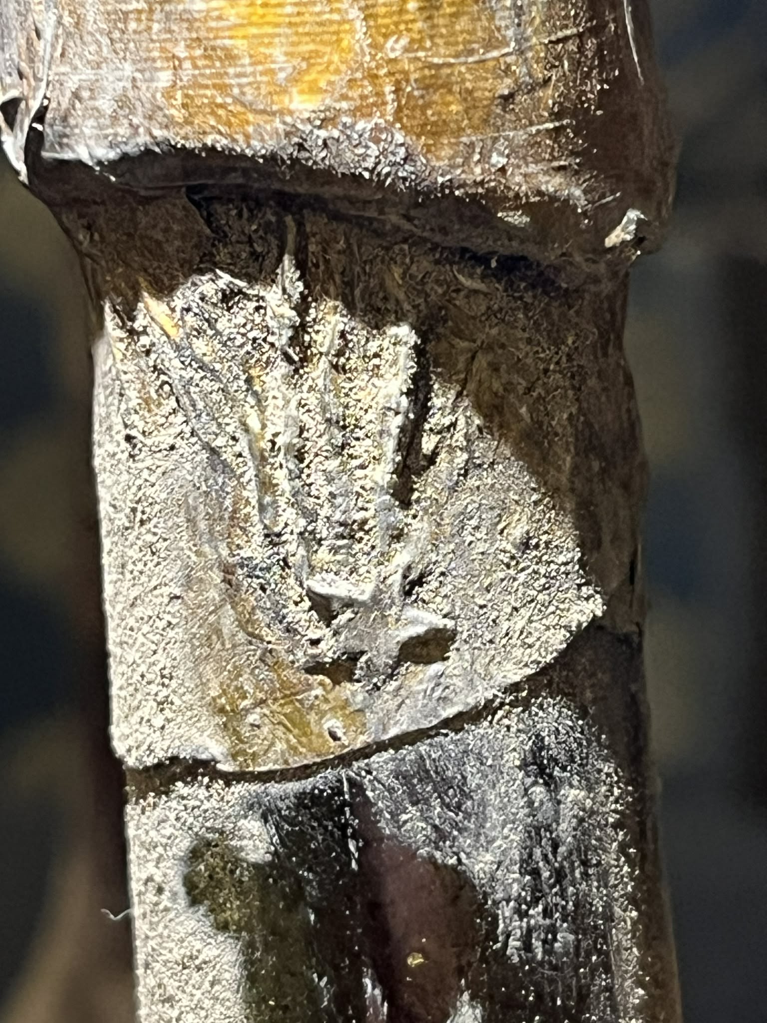 The side of the capsule: the falling star with its tails