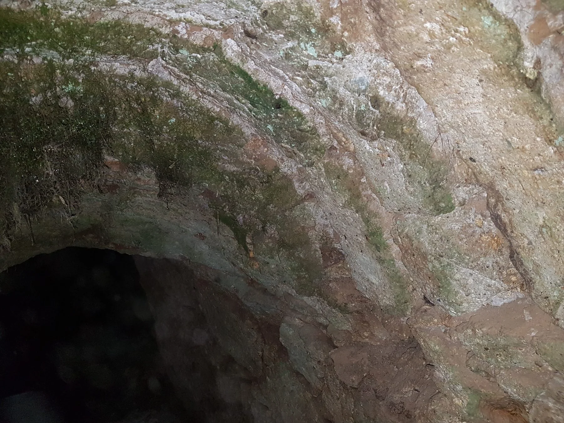 Rock-cut cellar vault, moss on the arch
