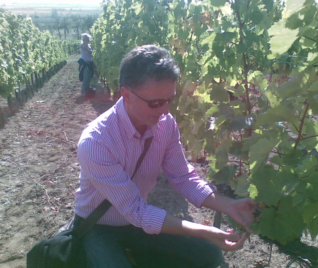 Inspecting ripe grapes in a Tokaj vineyard row